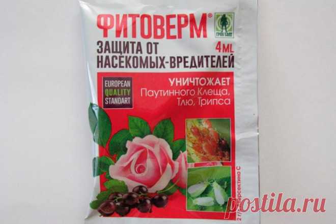 Как избавиться от мучнистого червеца на комнатных растениях