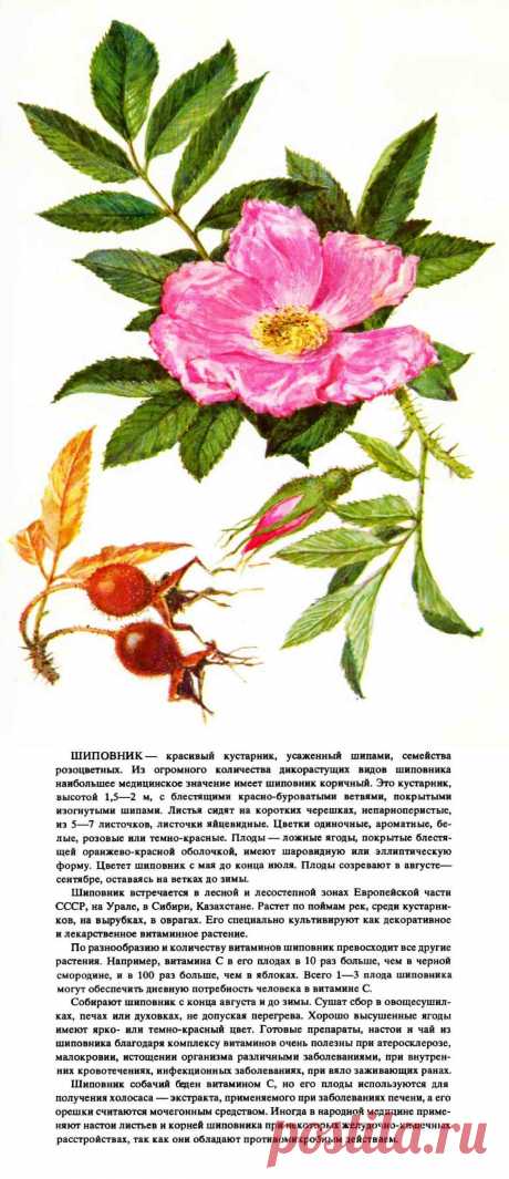 Шиповник