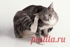 Ушной клещ у кошек: как распознать и вылечить | Кошки, Коты и Котята - Мышек НЕТ!