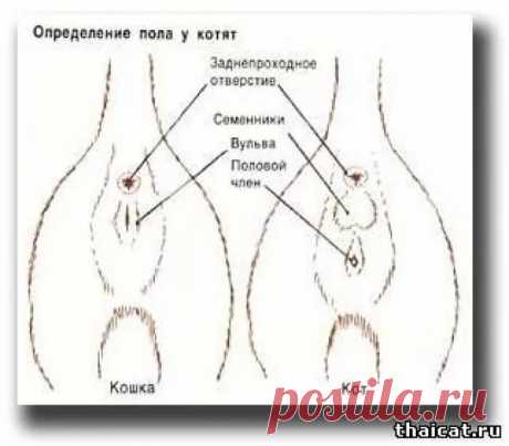 какой размер желудка у котенка 3 недельного возраста: 7 тыс изображений найдено в Яндекс.Картинках