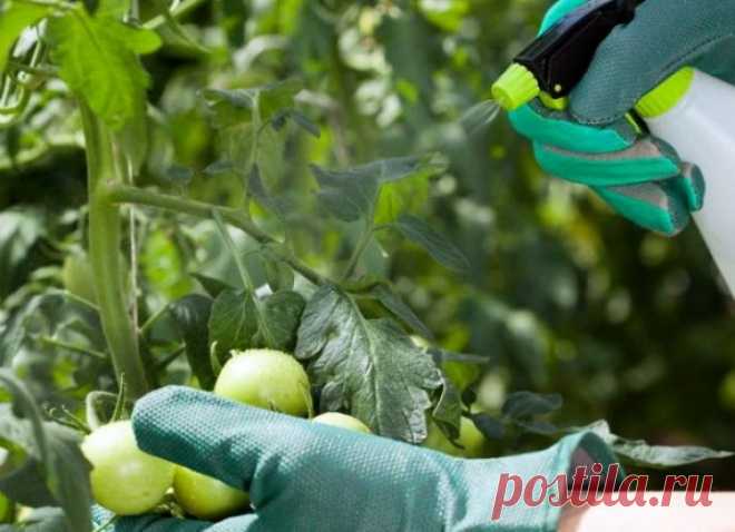 Применение трихопола для лечения помидоров и других огородных культур