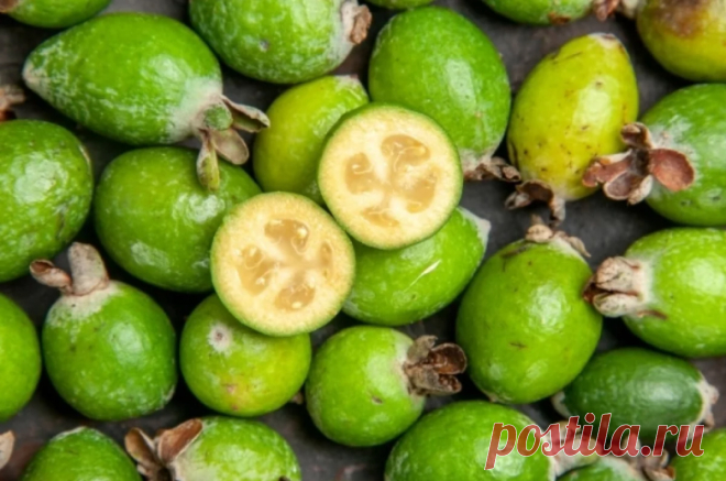 Сколько фейхоа можно съесть за день без вреда? В течение дня можно съедать не более 300 граммов фейхоа без вреда для здоровья, сообщила в беседе с aif.ru диетолог Татьяна Селезнева.