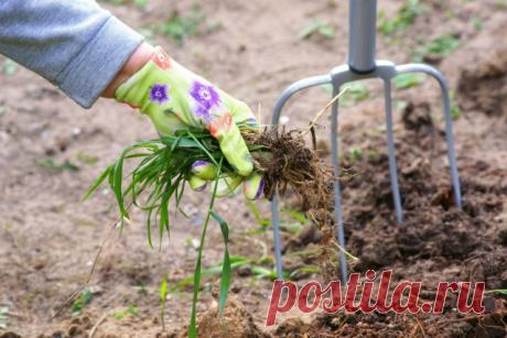 12 растений, которые вы не сможете вывести с участка — Ботаничка