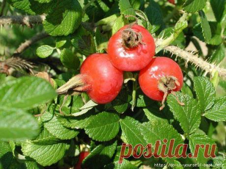 Шиповник – кладезь витаминов.