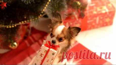 новогоднее поздравление чихуахуа