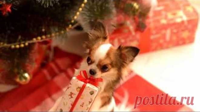 новогоднее поздравление чихуахуа