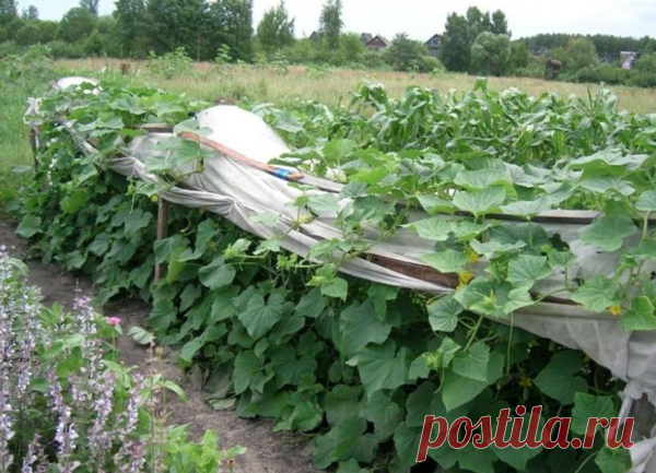 Нашатырь для лучшего плодоношения огурцов | Мой огородик | Яндекс Дзен