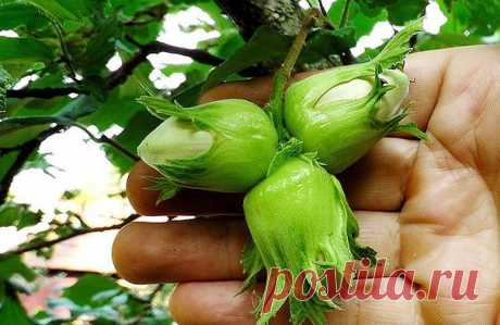 Как создать ореховый сад

Лещина и фундук – редкие гости на наших садовых участках. И это довольно странно, если учесть, сколько стоит один килограмм орехов. На участке в четыре сотки можно создать целый сад из фундуков, которые будут хорошо плодоносить.

О ПОЧВЕ

Фундук предпочитает легкие по механическому составу и богатые органикой почвы. Если земля на участке другая, то ее надо подкорректировать, добавив в посадочную яму песка и перегноя. Причем перегноя нужно сравните...