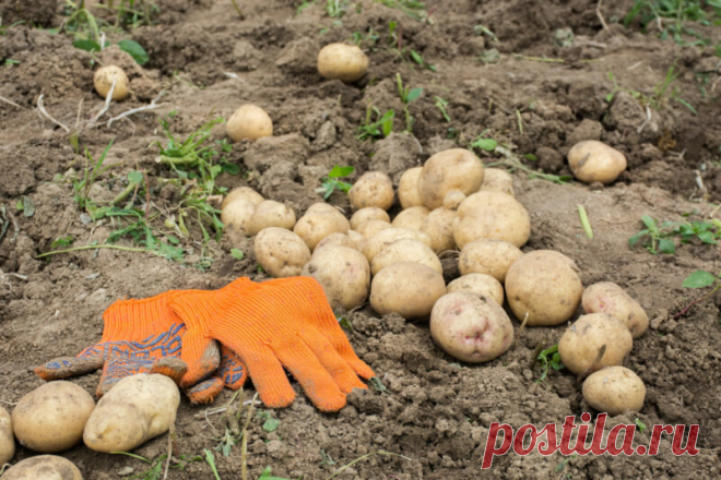 Как реанимировать землю после картофеля. Снова плодородная, снова большой урожай! | Идеальный огород | Яндекс Дзен