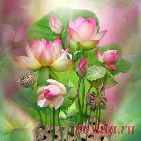 Цветочный фантазии. Новое в коллекции Carol Cavalaris | РОЗЫ