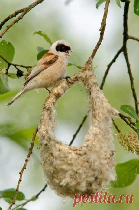 Маятниковая синица (Remiz pendulinus) - Фотогалерея природы: Синицы и поползни - Focus nature nature photography