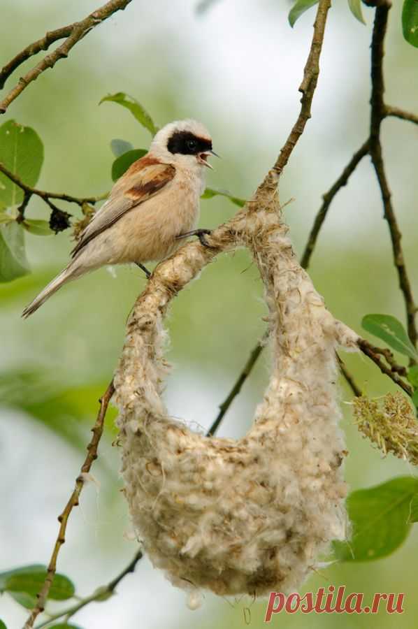 Маятниковая синица (Remiz pendulinus) - Фотогалерея природы: Синицы и поползни - Focus nature nature photography