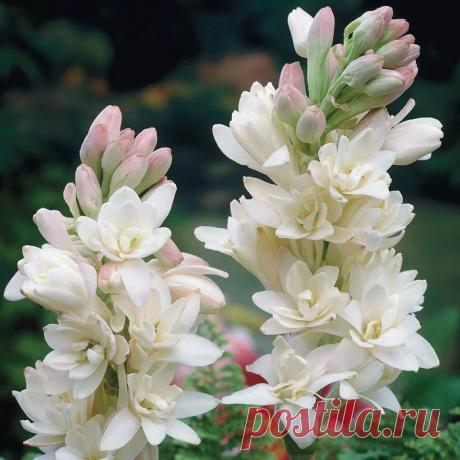 Купить Тубероза Жемчуг в Москве и РФ. Описание сорта. Пункты самовывоза. Почтой (наложенный платеж). Доставка курьером по МО.