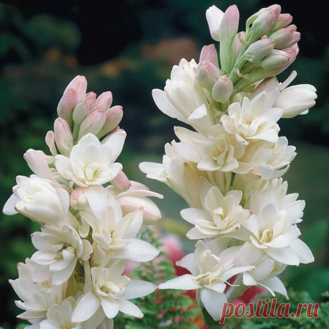 Купить Тубероза Жемчуг в Москве и РФ. Описание сорта. Пункты самовывоза. Почтой (наложенный платеж). Доставка курьером по МО.