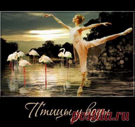 Птицы у воды - чайки, аисты, цапли, фламинго на прозрачном фоне