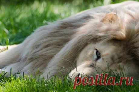 Белый лев – легенда африканских племен