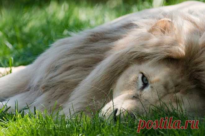 Белый лев – легенда африканских племен