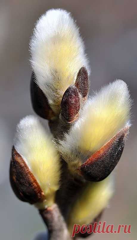 Pussy Willows | Flowers