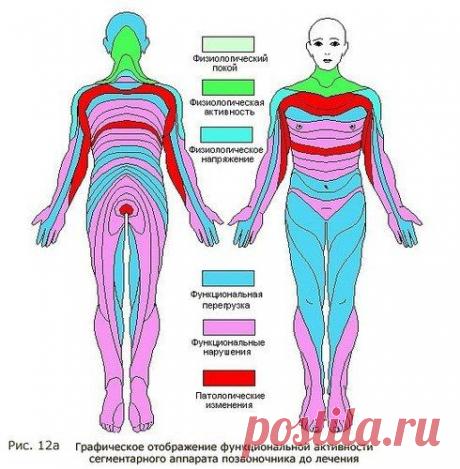 ВЫЯВЛЕНИЕ РЕФЛЕКТОРНЫХ ИЗМЕНЕНИЙ ПРИ СЕГМЕНТАРНОМ МАССАЖЕ
