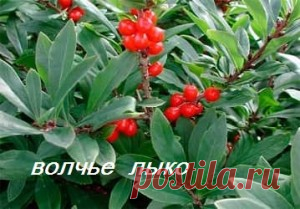 Как красить ткань натуральными красителями в домашних условиях