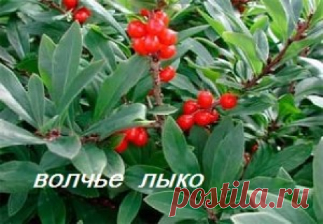 Как красить ткань натуральными красителями в домашних условиях
