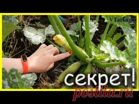 В 2 РАЗА больше КАБАЧКОВ, если соблюдать САМЫЙ главный КАБАЧКОВЫЙ секРеТ!!!