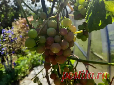 Что делать с пасынками винограда: августовское решение для сладкой грозди. На каждом оставляют лишь один-два листа, прищипывая точку роста.
