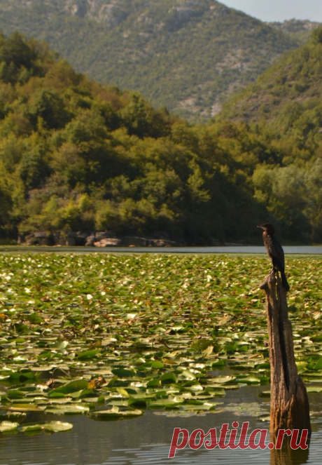 Фотография Skadar lake, Montenegro из раздела природа №5639847 - фото.сайт - Photosight.ru