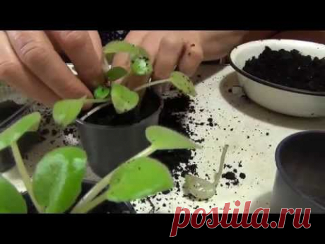 ▶ Рассаживаем фиалку. - YouTube