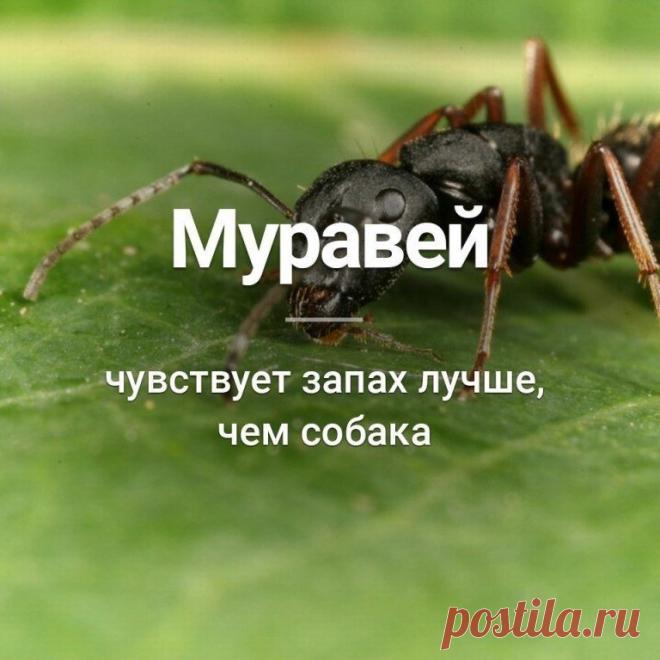 Наша Чудесная Планета: Наука и факты