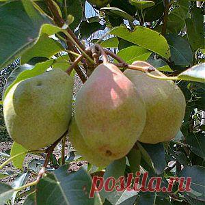 Обрезка яблони и груши с учетом особенностей плодоношения | Дача - впрок