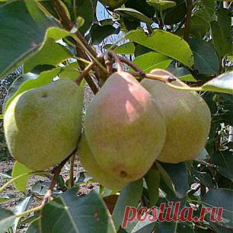 Обрезка яблони и груши с учетом особенностей плодоношения | Дача - впрок