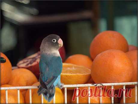 Viktor Olkhovsky :: *** :: Домашние животные :: Галерея :: Клуб Foto.ru