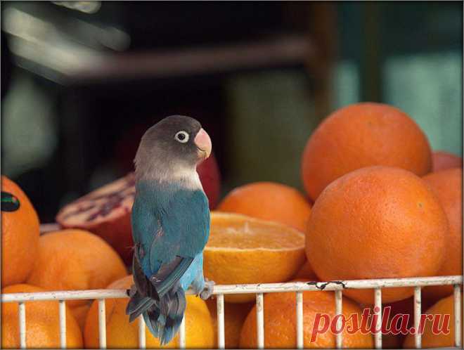 Viktor Olkhovsky :: *** :: Домашние животные :: Галерея :: Клуб Foto.ru