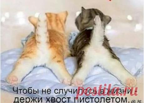 Выпуск №4210 - выпуск анекдотов сайта вокруг смеха