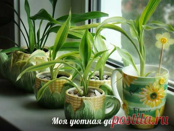 7 лучших растений для очистки воздуха внутри помещения | Хозяин и Хозяюшка