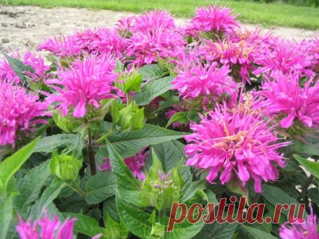 Монарда (бергамот) — ароматный цветущий многолетник — 6 соток