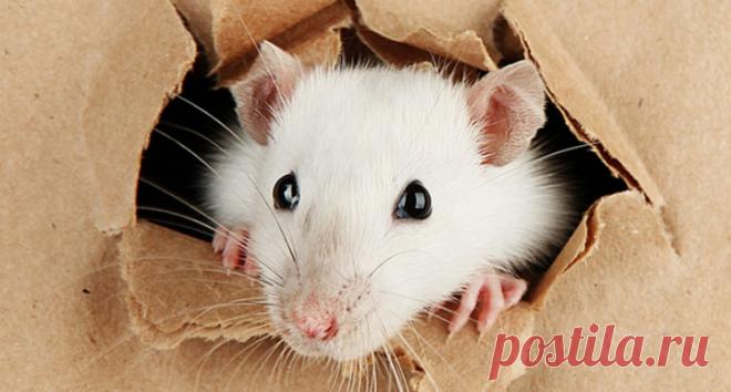 Биологи научили крыс играть в прятки. Что в итоге выяснилось?