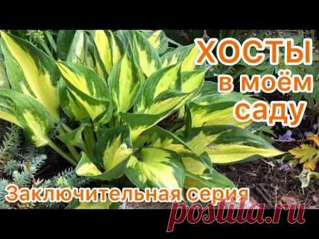 ХОСТЫ с названиями сортов. 
Третья серия.