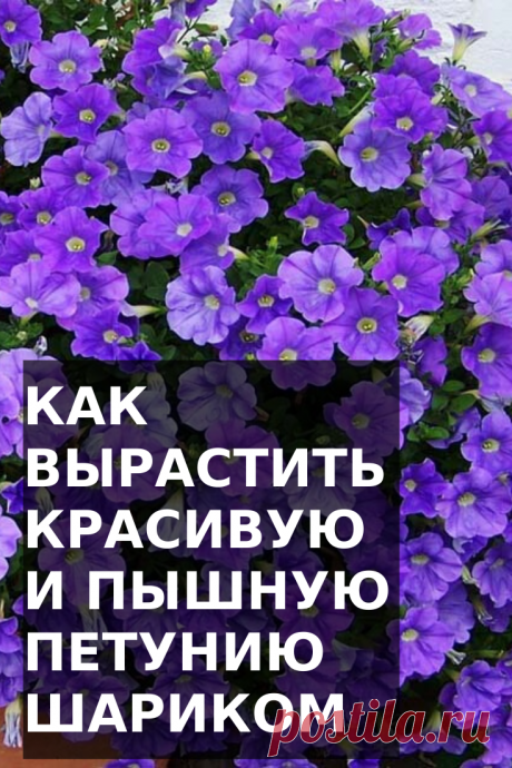 Объёмная и красивая,  пышная петуния шариком — мечта многих садоводов и дачников!