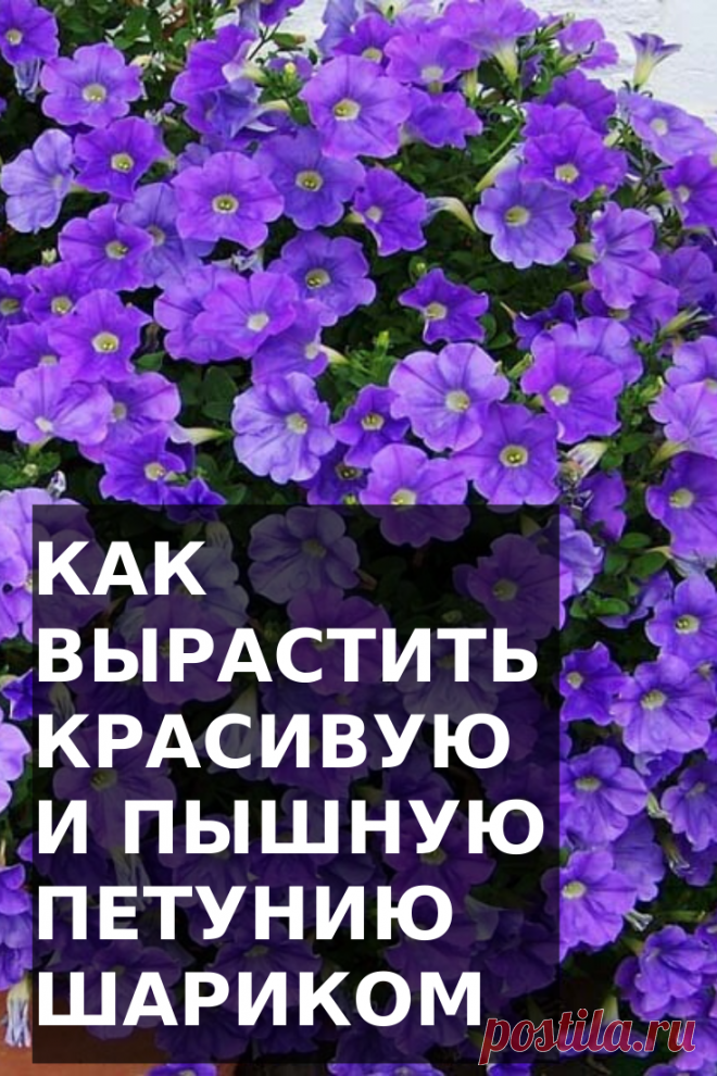 Объёмная и красивая,  пышная петуния шариком — мечта многих садоводов и дачников!