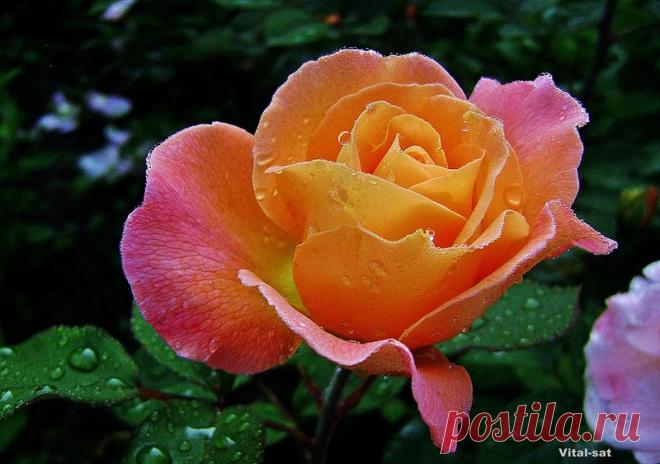 B 4 U — «Красотка....» на Яндекс.Фотках