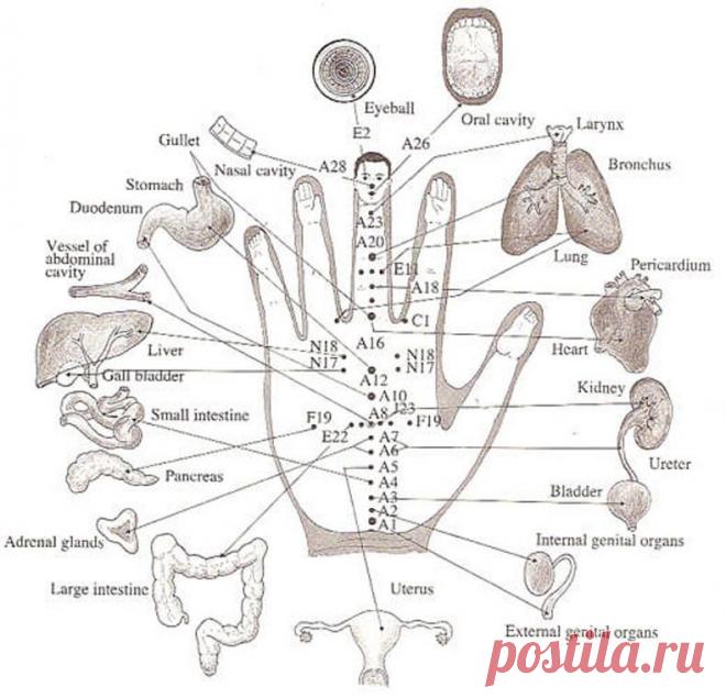 Су-Джок терапия: лечить себя без игл и таблеток