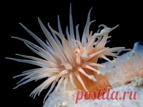 Diadumene cincta Explore Stefan Verheyen's photos on Flickr. Stefan Verheyen has uploaded 1116 photos to Flickr.