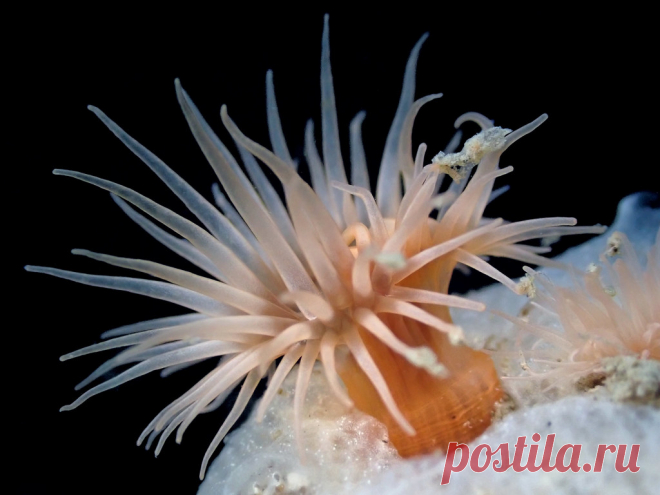 Diadumene cincta Explore Stefan Verheyen's photos on Flickr. Stefan Verheyen has uploaded 1116 photos to Flickr.