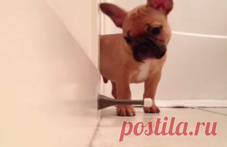 Щенок французского бульдога играет с дверным стоппером | GavPost | ГавПост