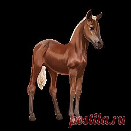 Стелла