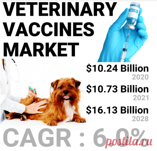 In recent years, the global veterinary vaccines market has been growing rapidly due to the increasing prevalence of various infectious diseases among animals, the rising adoption of pets, and the growing demand for animal products such as meat, milk, and eggs. The veterinary vaccines are an essential tool to prevent and control the spread of infectious diseases among animals, thereby reducing the economic losses to the farmers, breeders, and other stakeholders. This article will provide an overv
