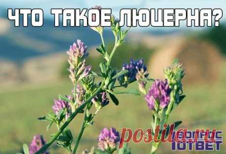 Мальтодекстрин – что это, польза и вред для организма. Фото, состав. Где применяют мальтодекстрин? Использование в спортивном питании, гейнерах.