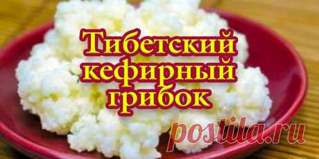 Тибетский кефирный грибок. | Полезные советы!